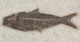 Fossil Fish Wall Mounted Slab - Wyoming #51343-3